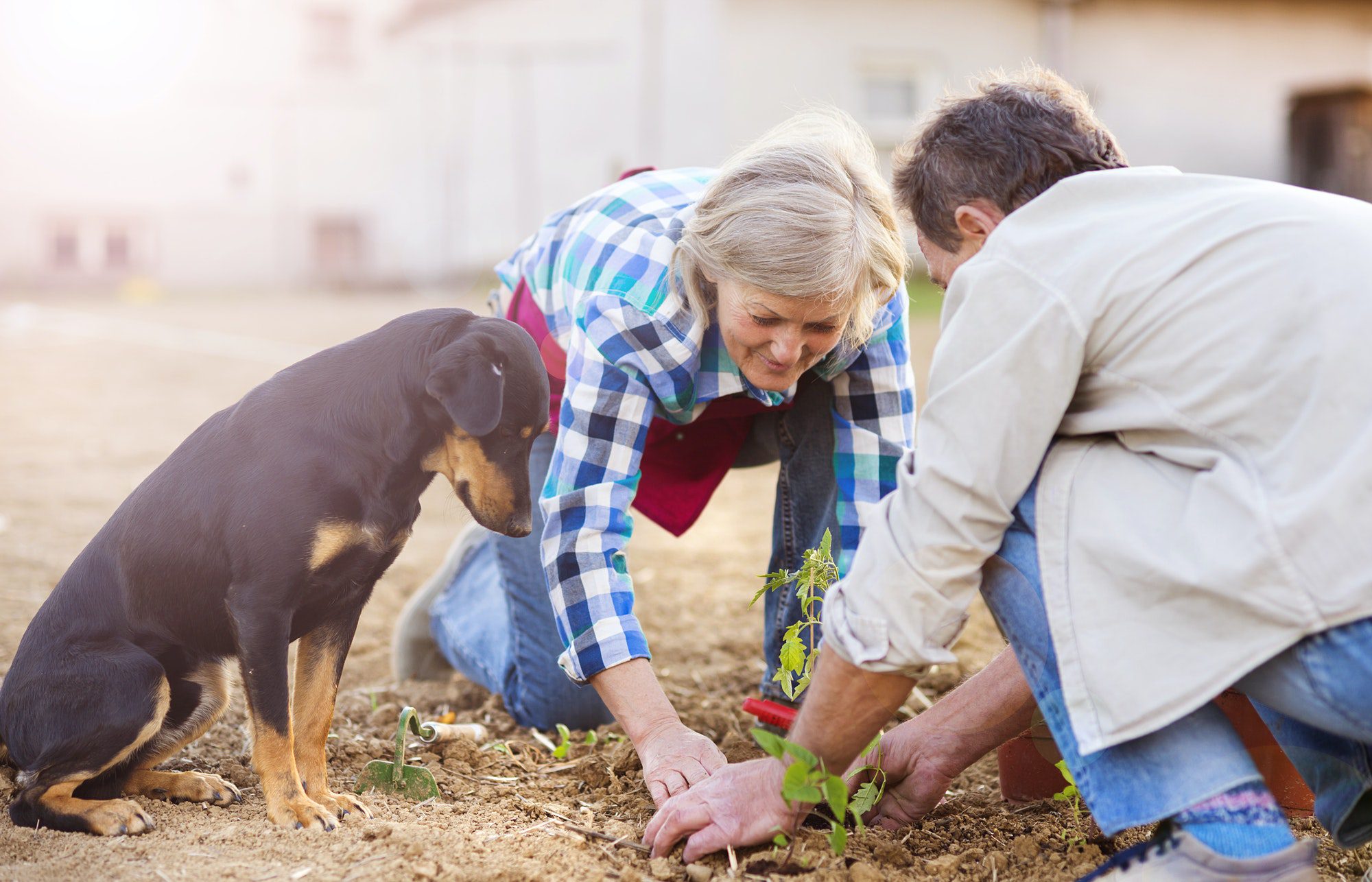 Senior couple gardening as their dog looks on and they discuss 2022 medicare costs.