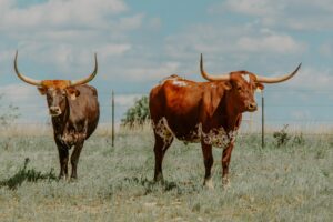 Two longhorns on a ranch in Seguin, Texas